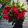 Alstroemeria-crvena Alstroemeria Inticancha® mix
