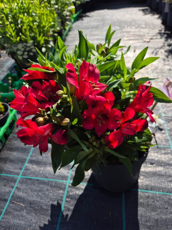 Alstroemeria-crvena Alstroemeria Inticancha® mix