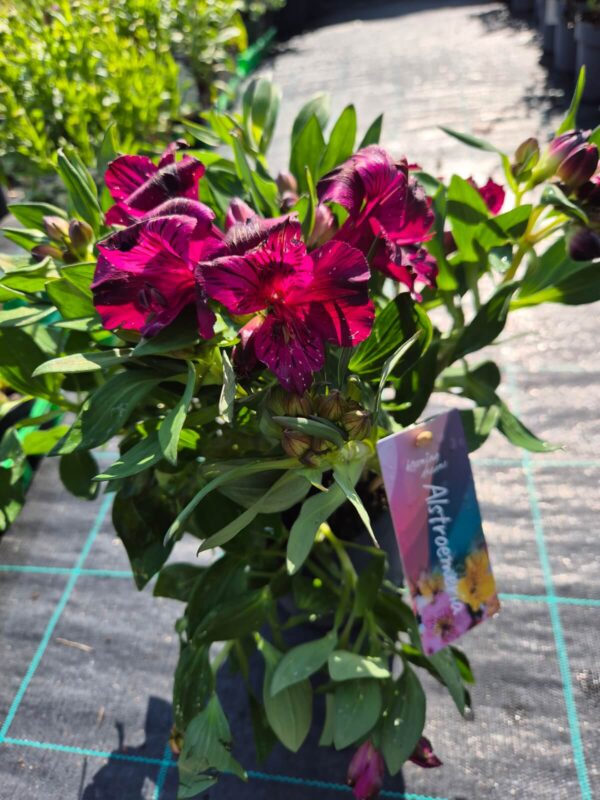 Alstroemeria-ljubičasta-tvrtko Alstroemeria Inticancha® mix