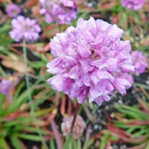 Armeria pseudarmeria 'Ballerina Lilac'