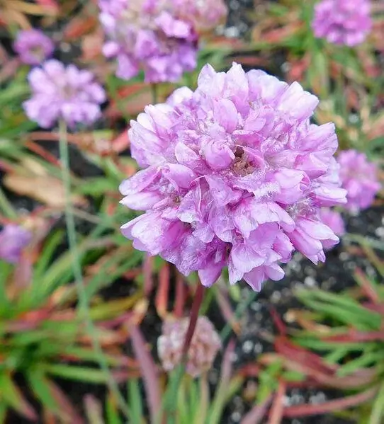 Armeria pseudarmeria 'Ballerina Lilac'