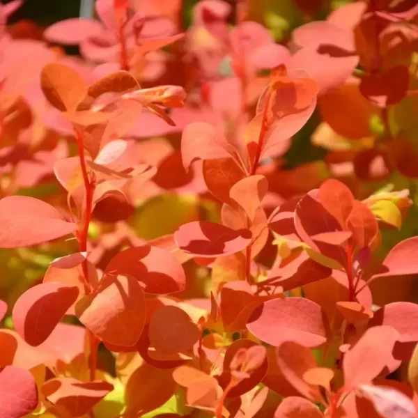 Berberis thunbergii 'Orange Ice'