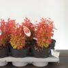Berberis thunbergii 'Orange Ice'