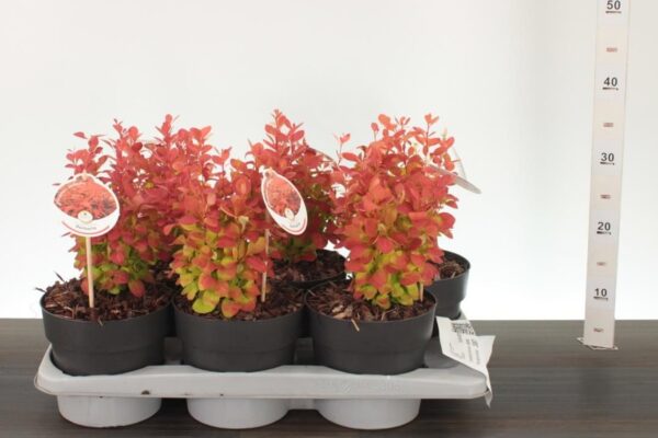 Berberis thunbergii 'Orange Ice'