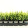 Cryptomeria japonica 'Vilmorin Gold'