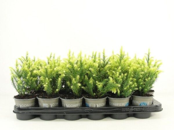 Cryptomeria japonica 'Vilmorin Gold'