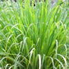 Cymbopogon citratus-limunska trava