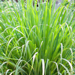 Cymbopogon citratus-limunska trava
