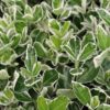 Euonymus japonicus 'Kathy'
