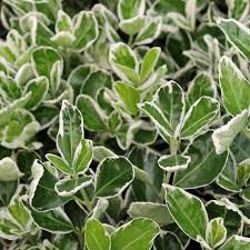 Euonymus japonicus 'Kathy'