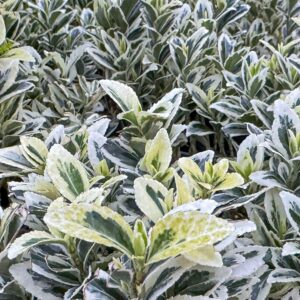 Euonymus japonicus 'White Spire'