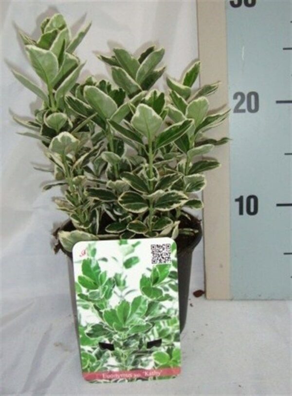 Euonymus japonicus 'Kathy'
