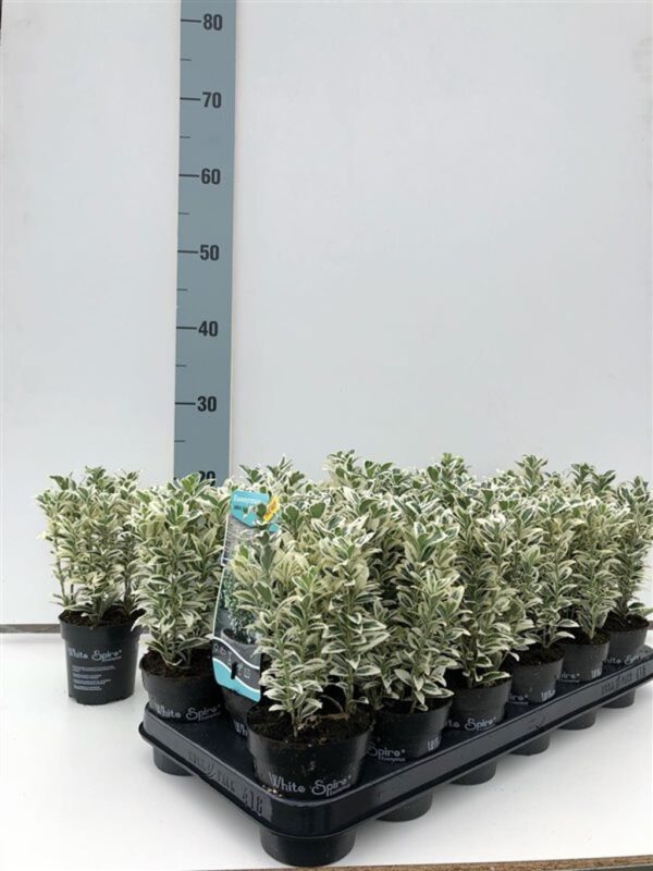 Euonymus japonicus 'White Spire'