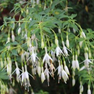 Fuchsia 'Hawkshead'