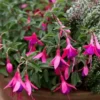 Fuchsia 'Tom Thumb'
