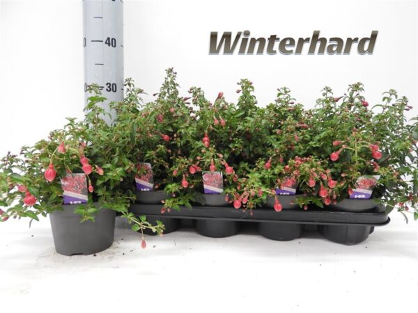 Fuchsia 'Tom Thumb'tvrtko Fuchsia 'Tom Thumb'