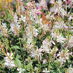Gaura lindheimeri 'Steffi White'