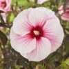 Hibiscus mosch Carousel Pink Candy Hibiscus moscheutos 'Carousel' Pink Candy-Močvarni hibiskus