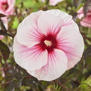 Hibiscus moscheutos 'Carousel' Pink Candy-Močvarni hibiskus