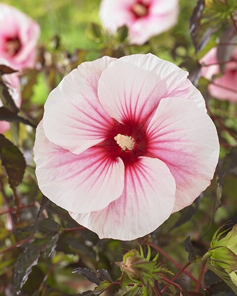 Hibiscus mosch Carousel Pink Candy Hibiscus moscheutos 'Carousel' Pink Candy-Močvarni hibiskus