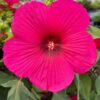 Hibiscus moscheutos 'Carousel' Pink Passion-Močvarni hibiskus