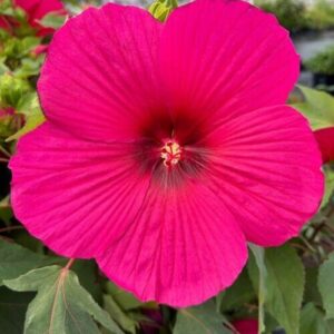 Hibiscus moscheutos 'Carousel' Pink Passion-Močvarni hibiskus