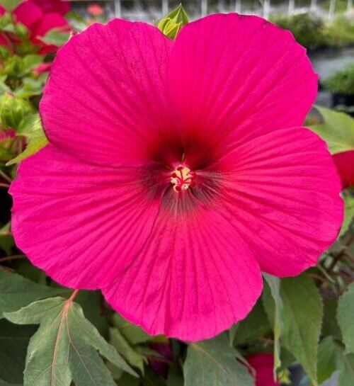 Hibiscus moscheutos 'Carousel' Pink Passion-Močvarni hibiskus