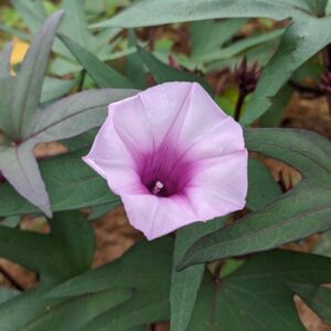 Ipomoea batatus (Sweet Potato)-batat