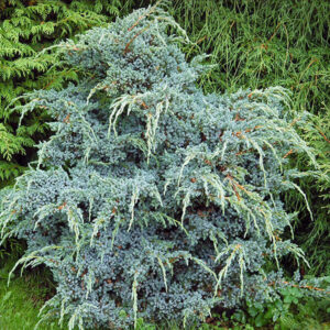 Juniperus chinensis 'Blue Alps'