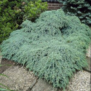 Juniperus squamata 'Blue Carpet'