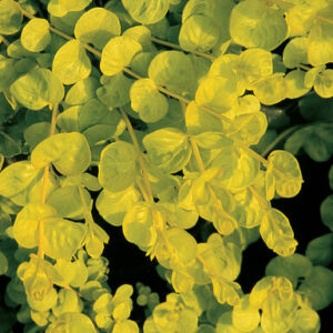 Lysimachia nummularia 'Goldilocks'