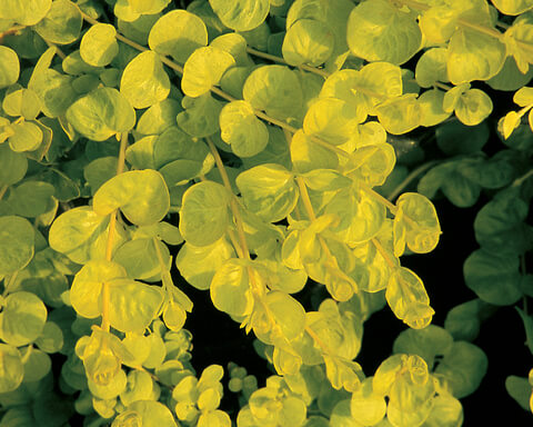 Lysimachia nummularia 'Goldilocks'