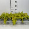 Lysimachia nummularia 'Goldilocks'