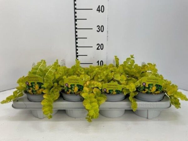 Lysimachia nummularia 'Goldilocks'