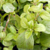 Mentha arvensis 'Banana'