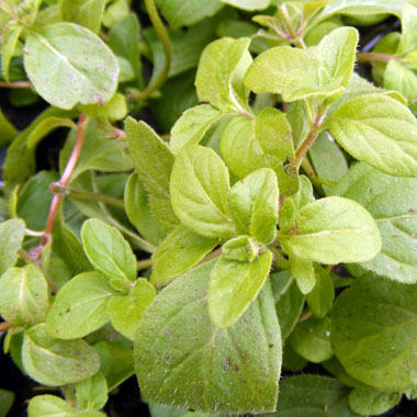 Mentha arvensis 'Banana'