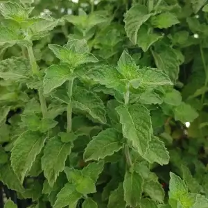 Mentha × piperita 'Grapefruit'