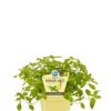 Mentha arvensis 'Banana'