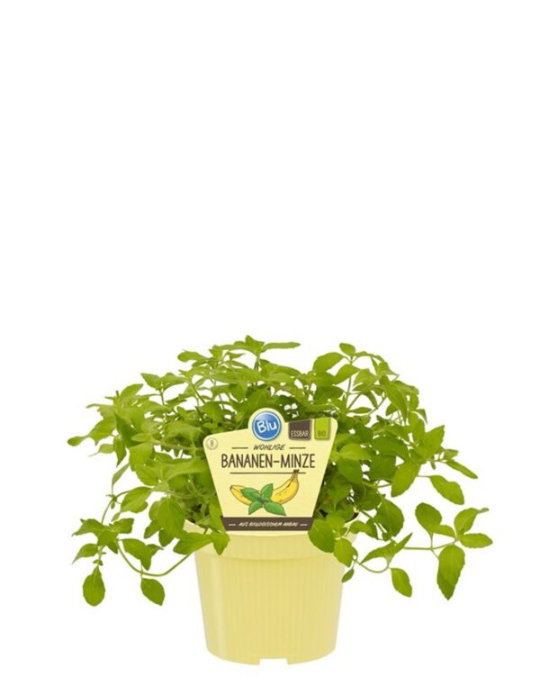 Mentha arvensis 'Banana'