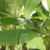 Musa 'Basjo'