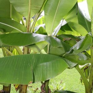 Musa 'Basjo'