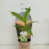 Musa 'Basjo'
