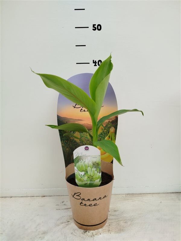 Musa 'Basjo'