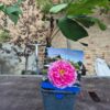 Paeonia suffruticosa mix