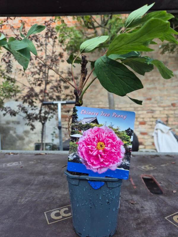 Paeonia suffruticosa mix