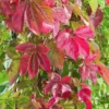 Parthenocissus quinquefolia 'Engelmannii'