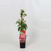 Parthenocissus quinquefolia 'Engelmannii'