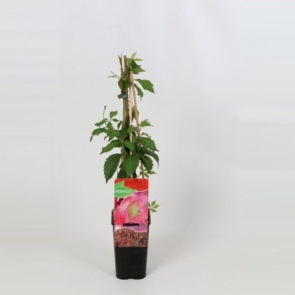 Parthenocissus quinquefolia 'Engelmannii'