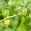 Physalis peruviana-Peruanska jagoda