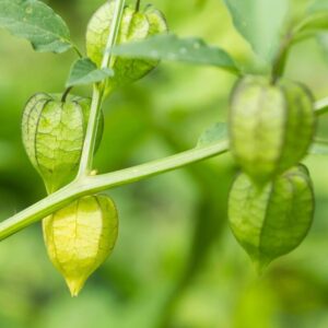 Physalis peruviana-Peruanska jagoda